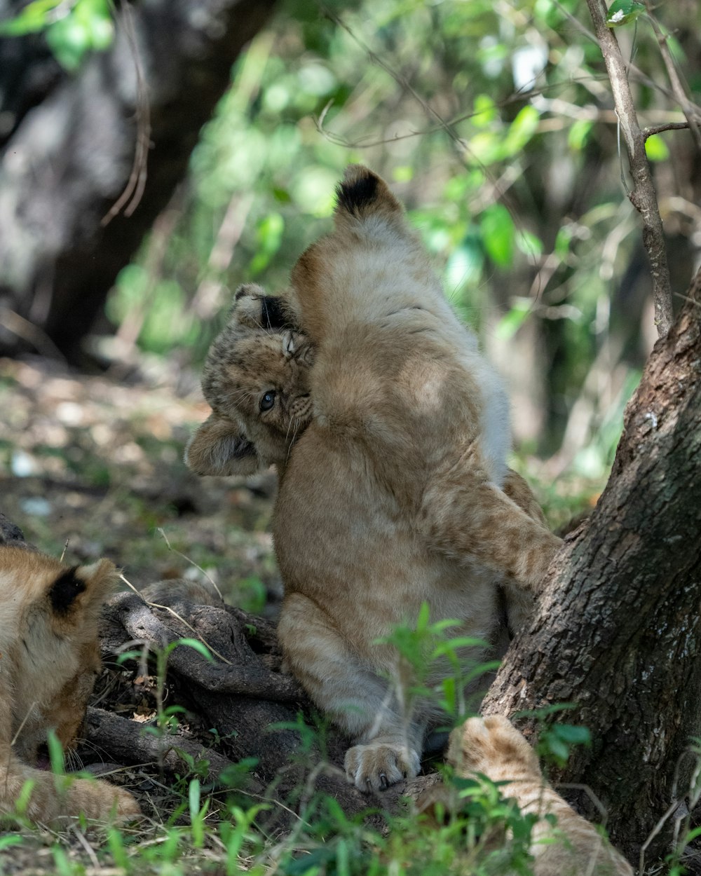 a lion cub playing with another cub in the woods