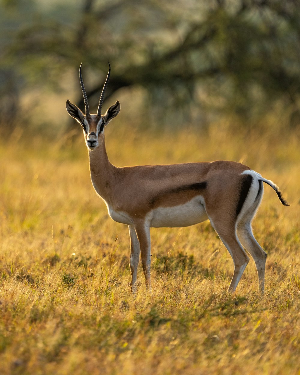 a gazelle standing in a grassy field with trees in the background