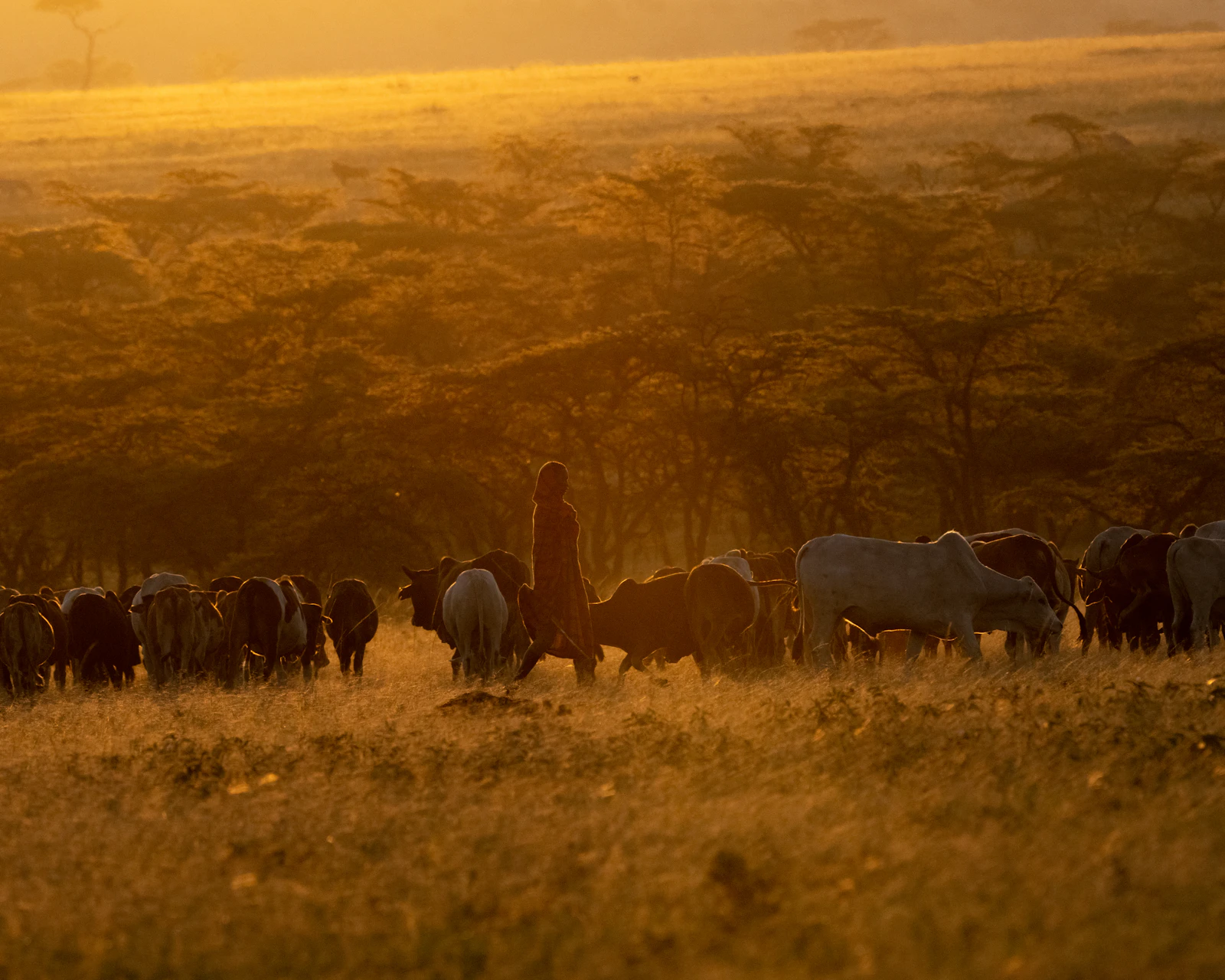 Landscape of Serengeti
