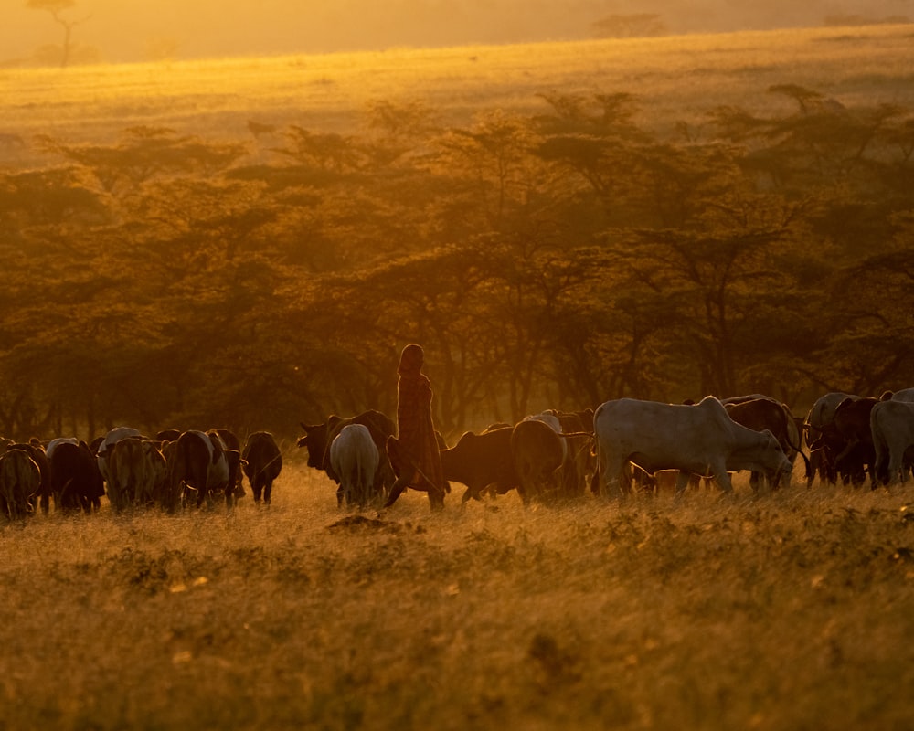 a herd of cattle walking across a grass covered field