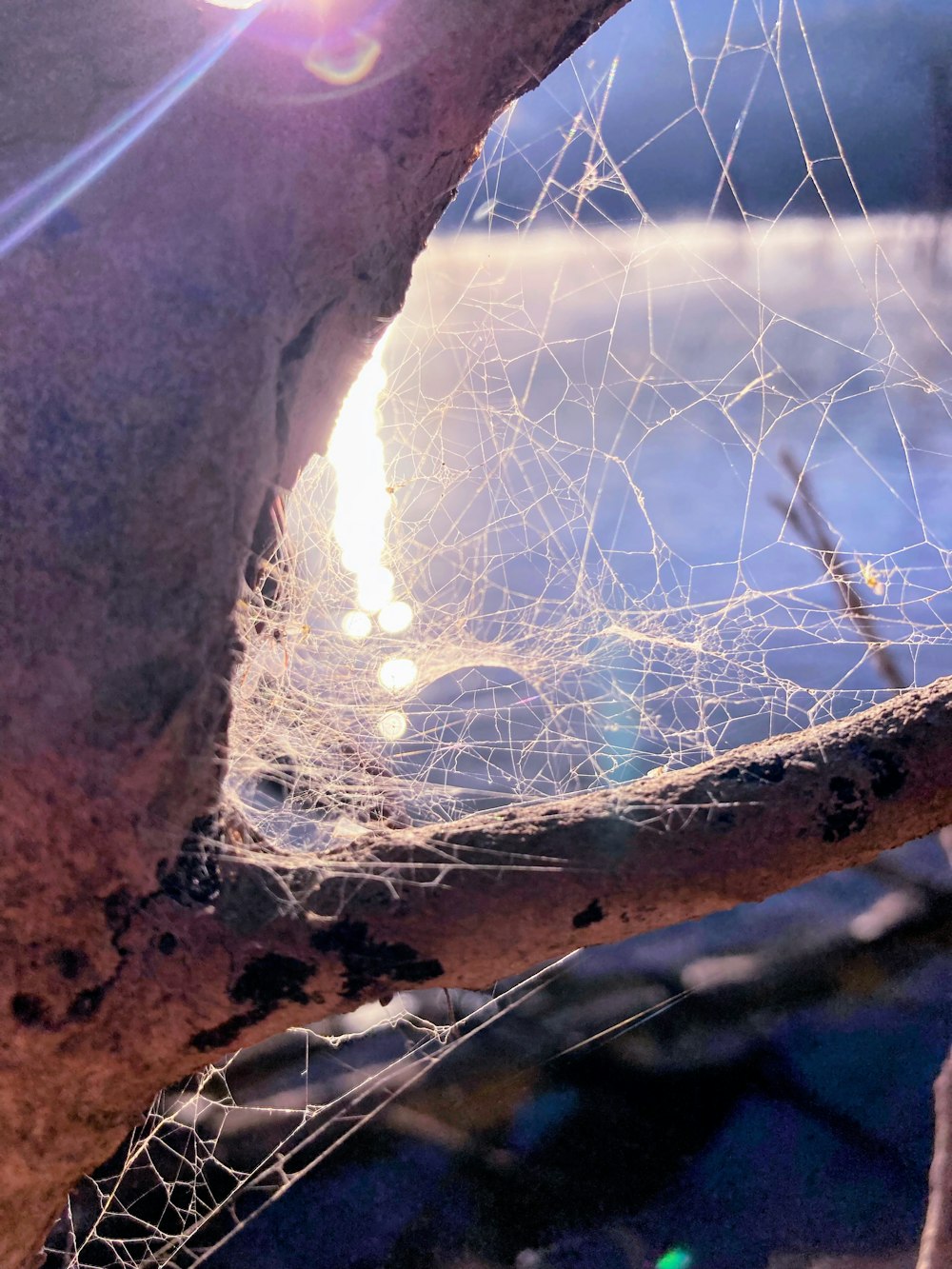 a close up of a spider web on a tree branch