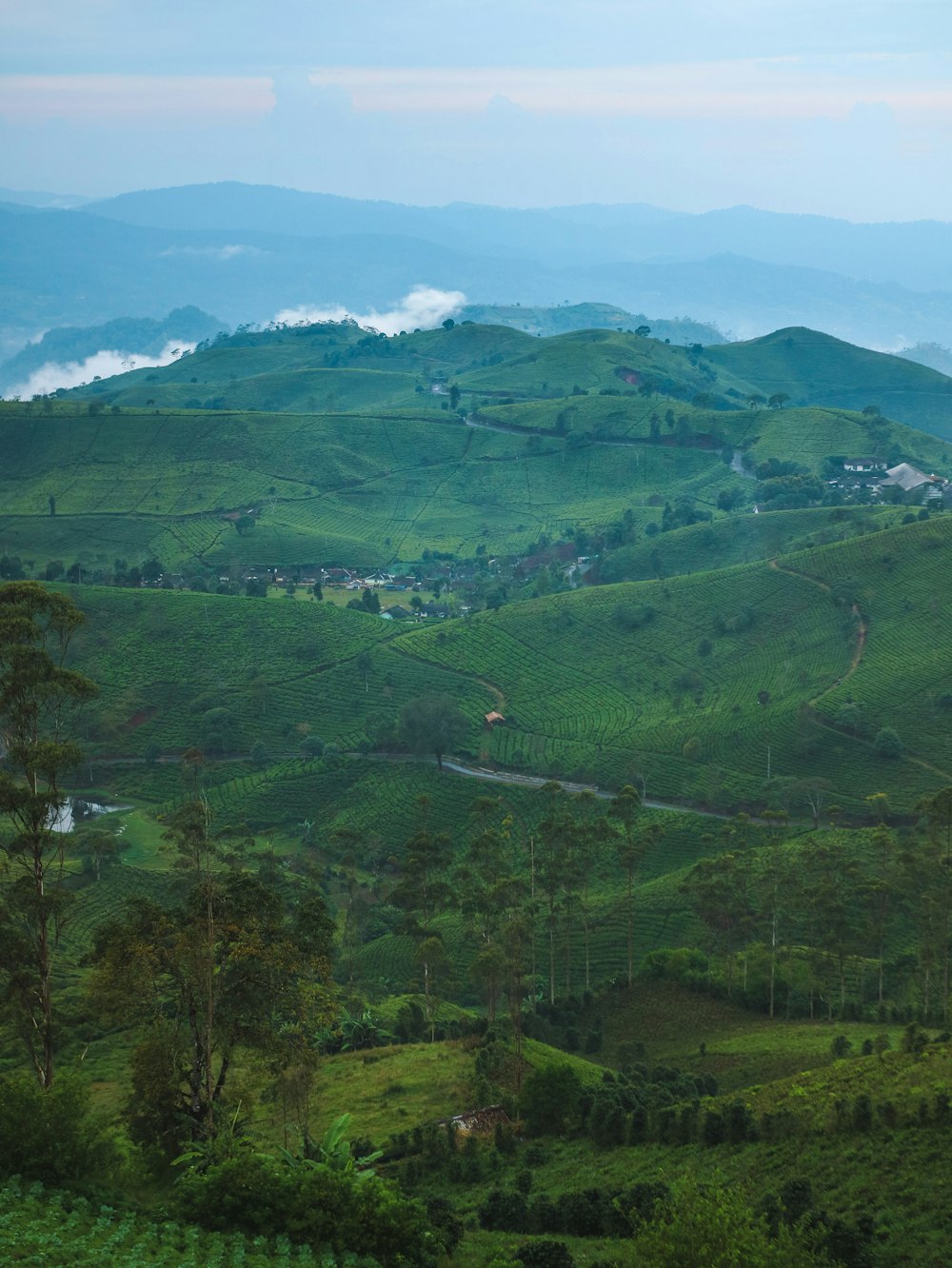 a lush green hillside covered in lots of trees