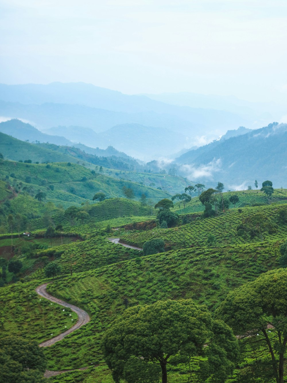 a lush green hillside covered in lush green trees