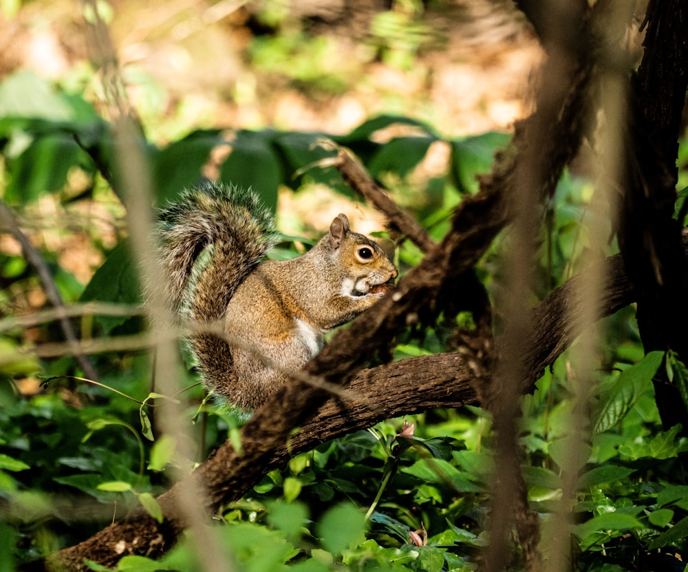 a squirrel is sitting on a tree branch