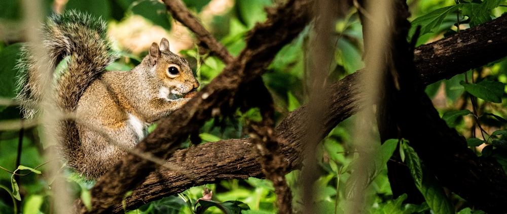 a squirrel is sitting on a tree branch