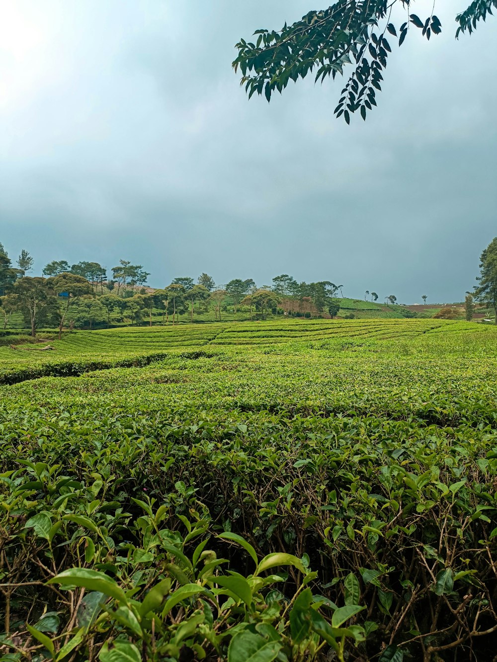 a lush green field with trees in the background