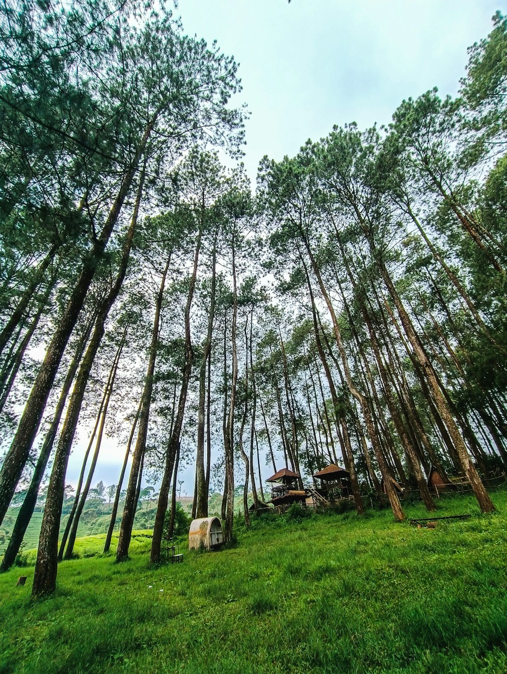 a group of trees that are standing in the grass