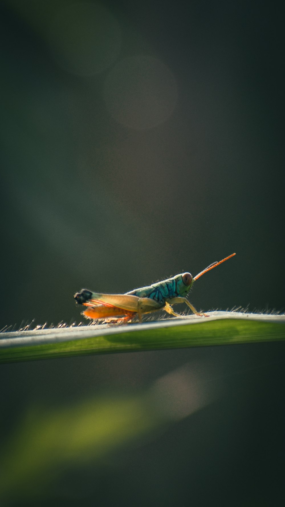 Un insecto está sentado en una hoja verde
