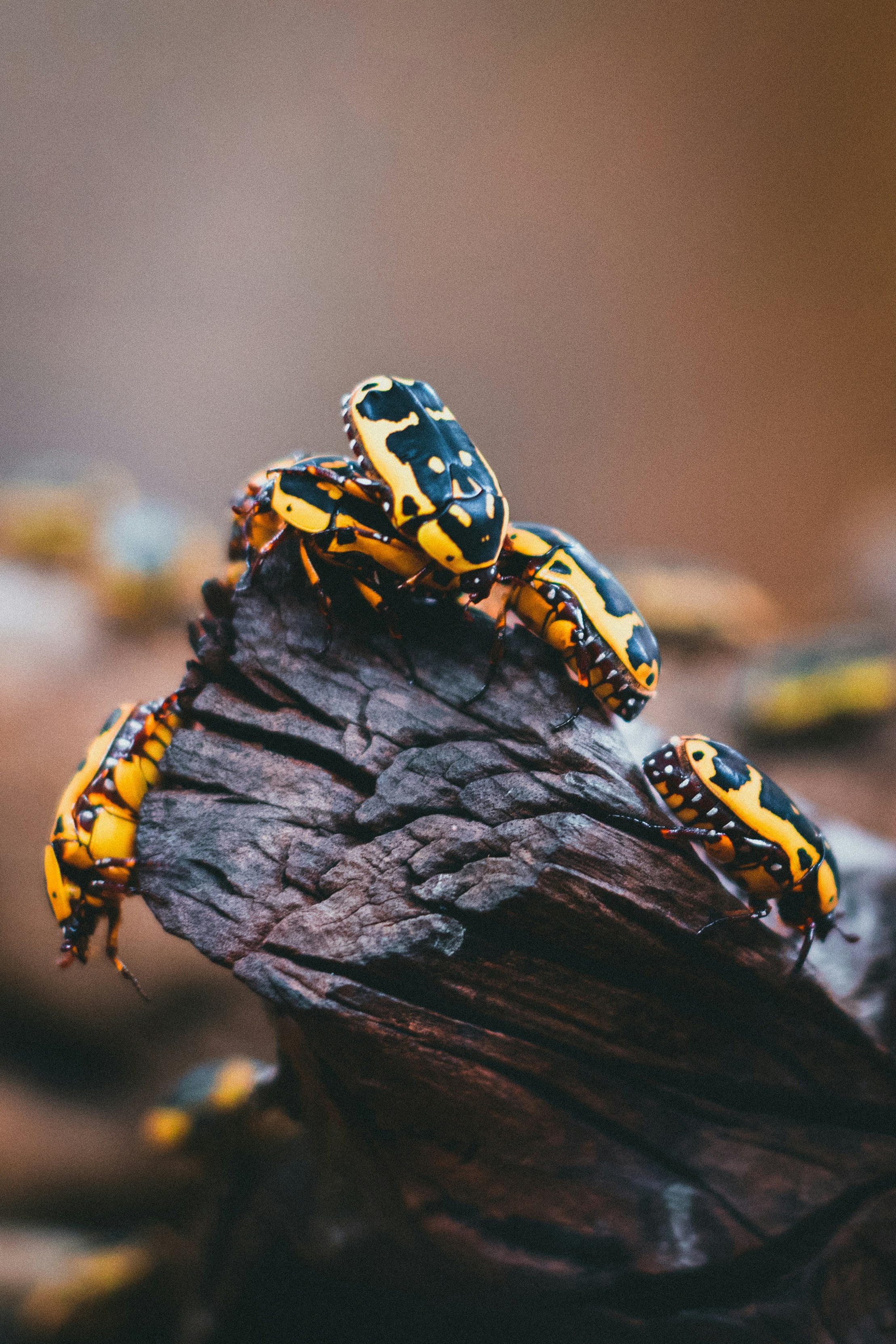 Photo by theshuttervision