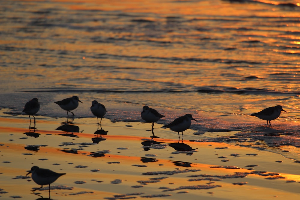 a group of birds standing on top of a sandy beach