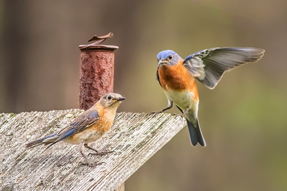 a couple of birds standing on top of a wooden pole