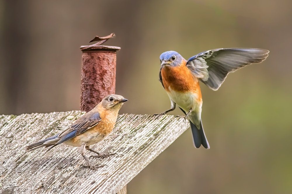 Un couple d’oiseaux debout au sommet d’un poteau en bois