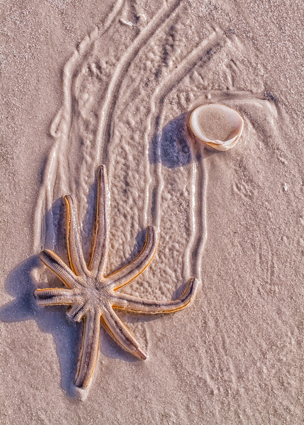 a starfish on a sandy beach next to a shell