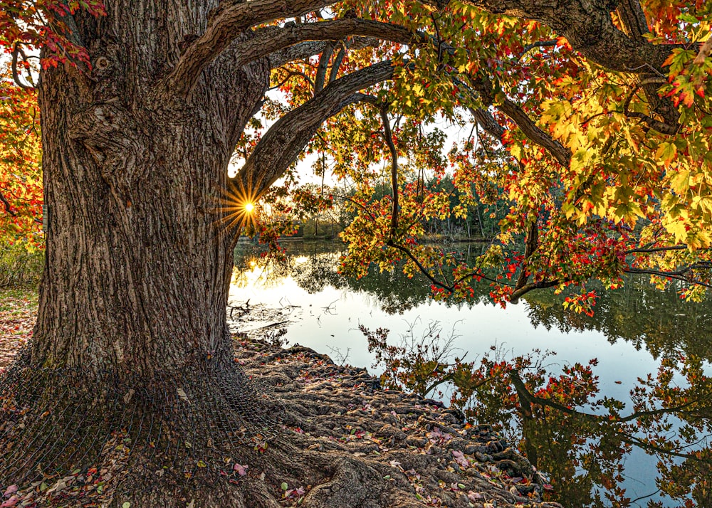 Le soleil brille à travers les feuilles d’un arbre près d’un lac