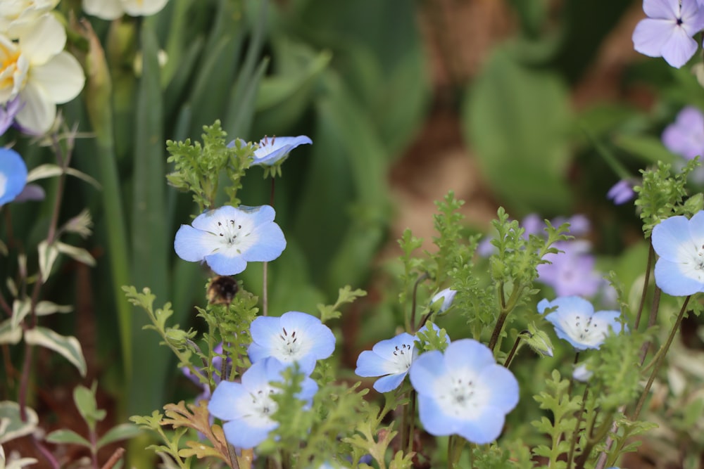 a group of blue and white flowers in a garden