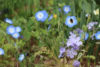 A close-up of vibrant native flowers attracting pollinators.