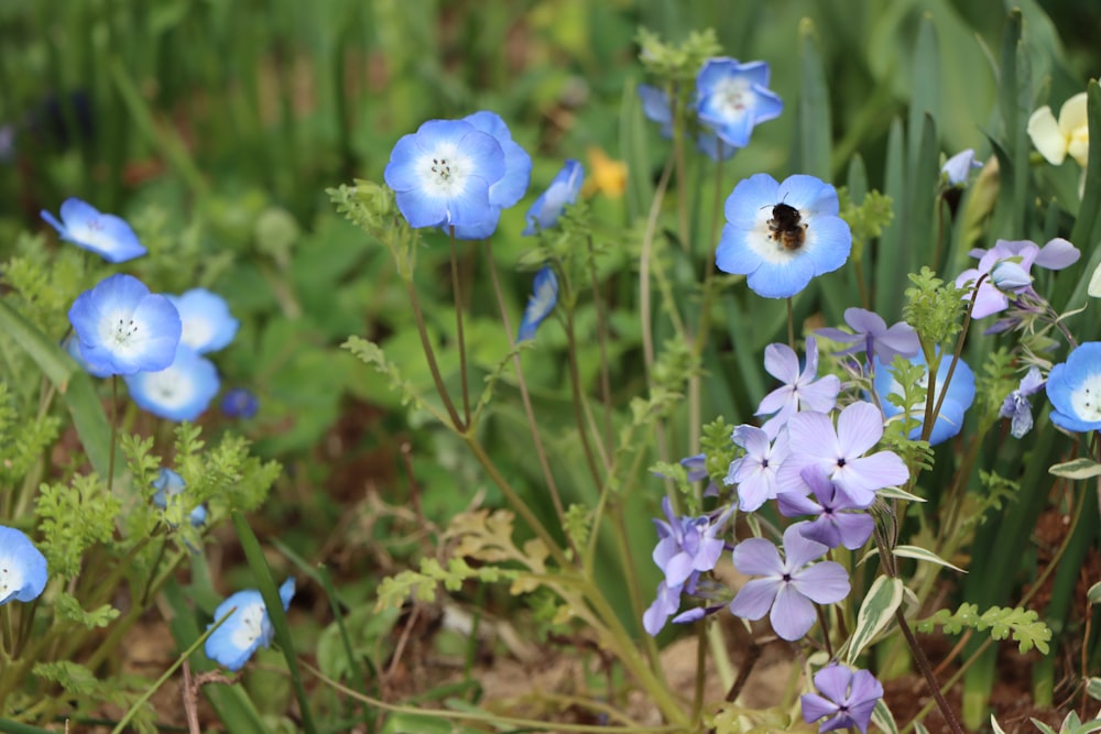 a bunch of blue flowers that are in the grass