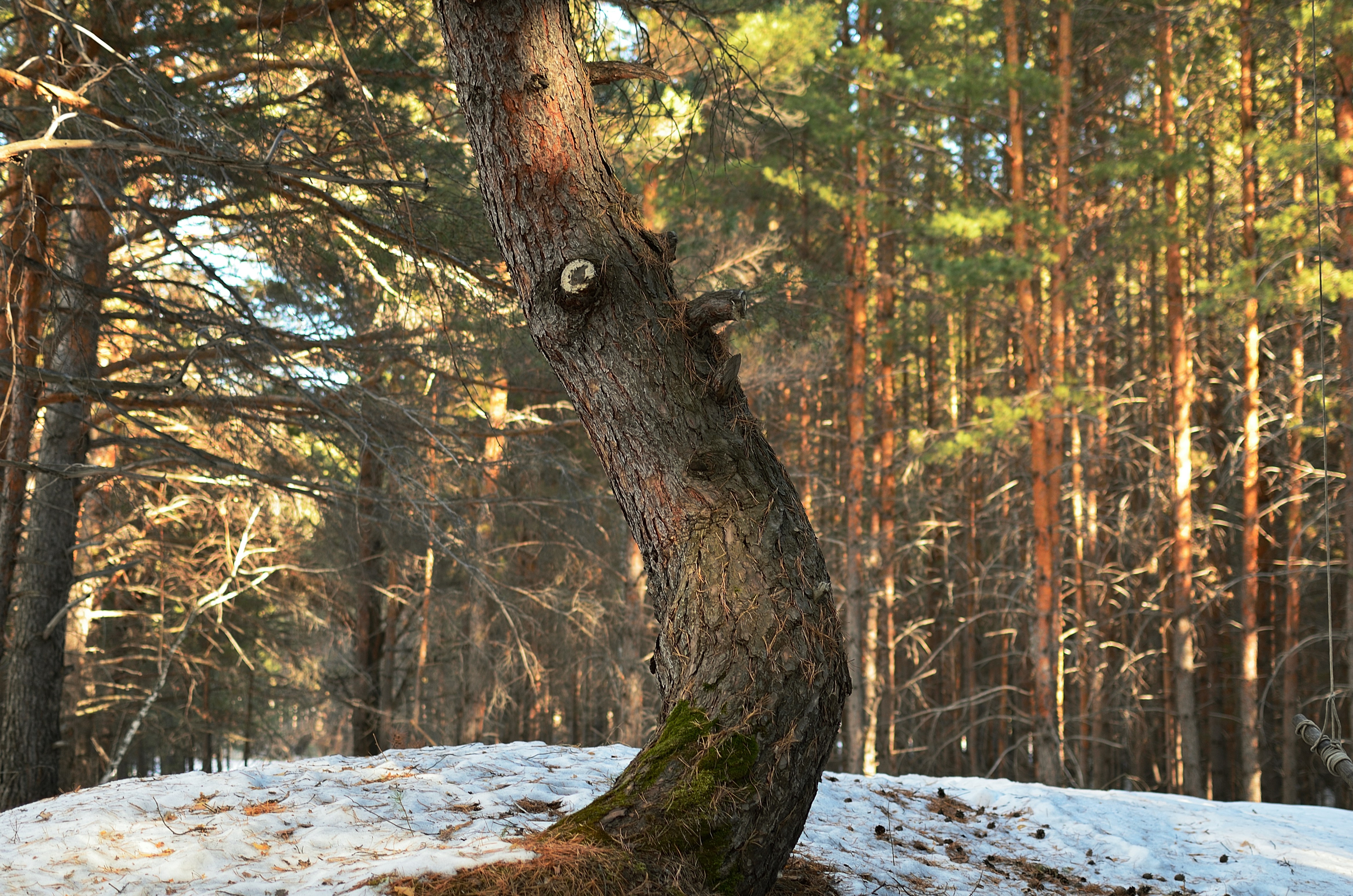 Photo by Aleksandr Gorlov
