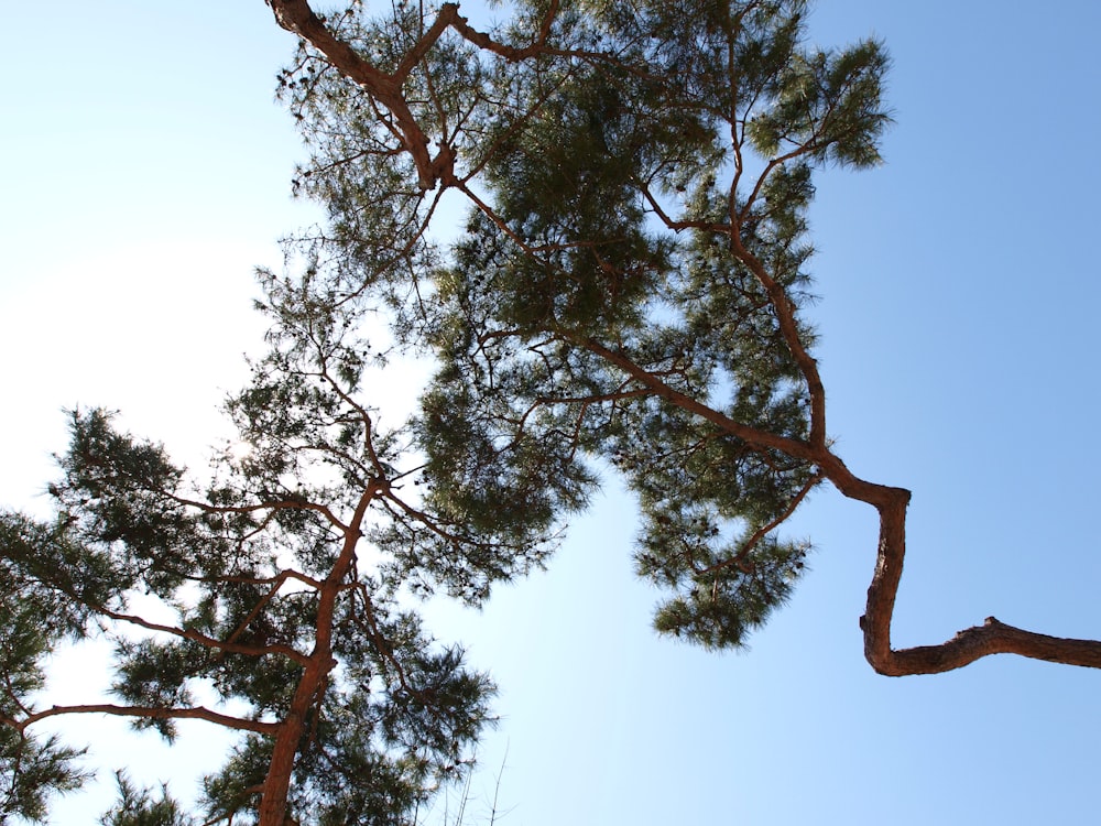 a group of pine trees against a blue sky