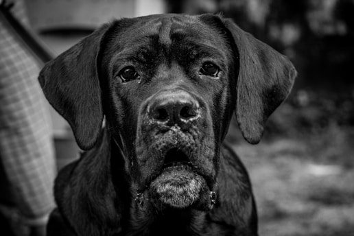 A close-up black and white photograph of a large dog with a solemn, contemplative expression. The dog's fur is dark and its eyes are focused directly at the camera, creating an engaging interaction with the viewer. The background is out of focus, drawing attention to the dog's face.