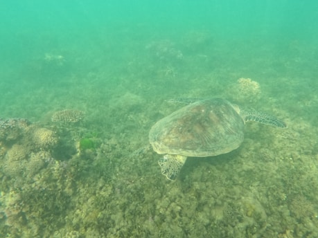 A sea turtle is swimming above a coral reef, surrounded by a hazy, greenish water, which suggests an underwater scene with natural marine life.