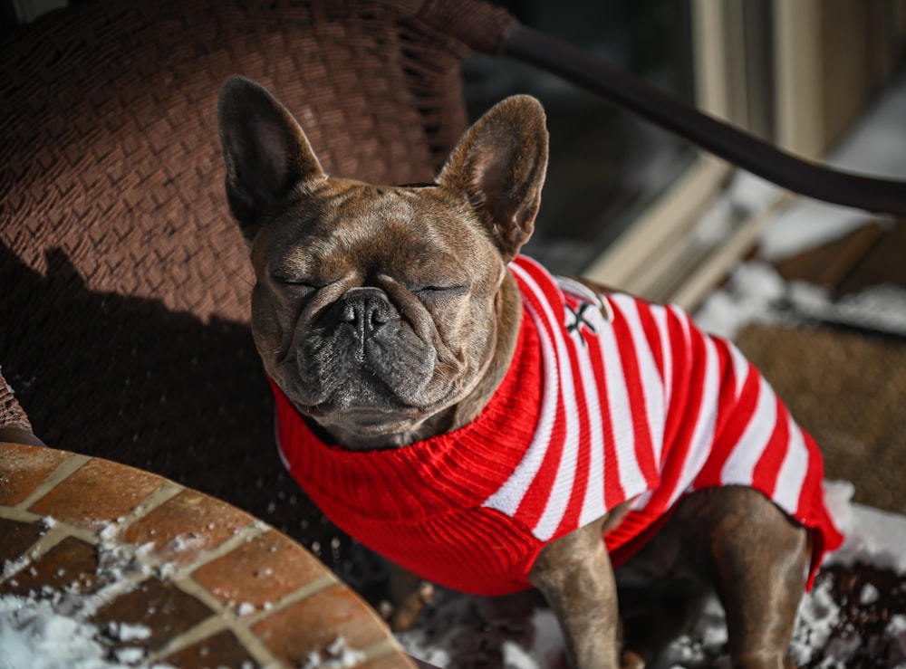 a dog wearing a red and white striped shirt