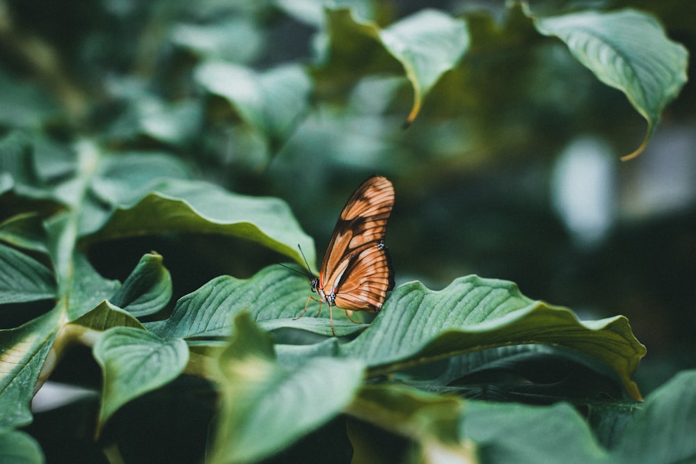 a close up of a butterfly on a leaf