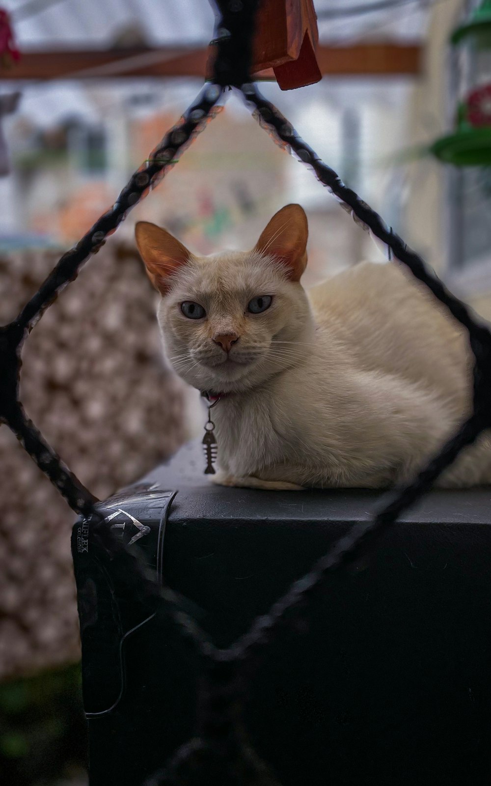 a white cat sitting on top of a piece of luggage