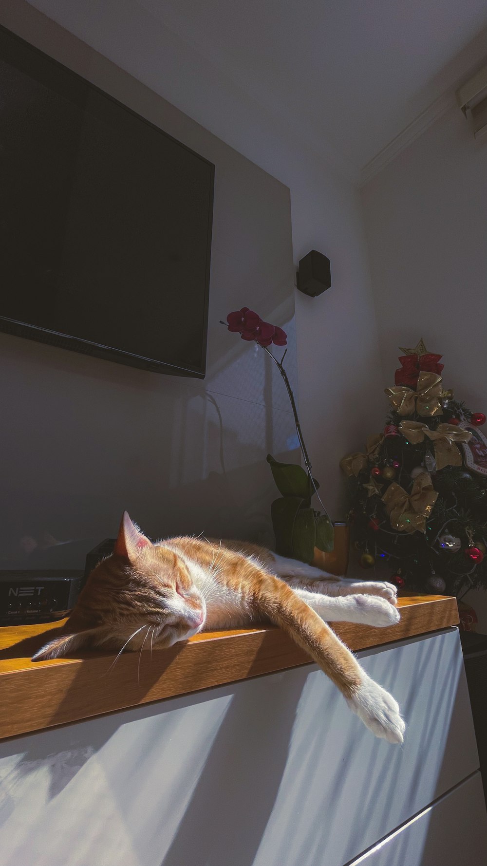 an orange and white cat laying on top of a counter