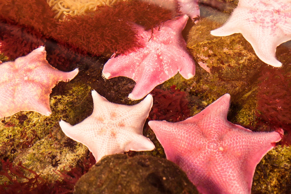 a group of pink and white starfish in water