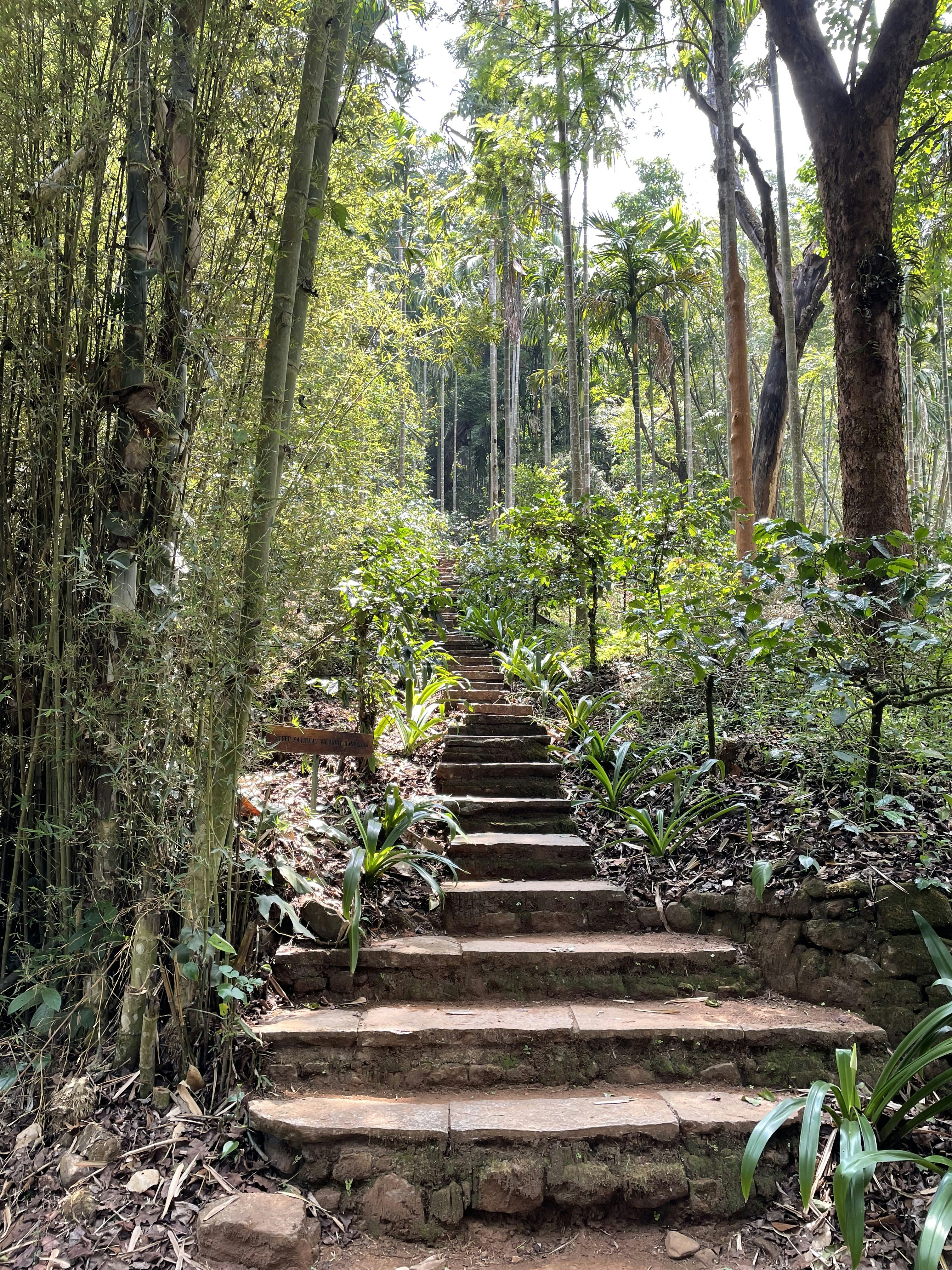 Foto Un conjunto de escalones en medio de un bosque – Imagen Sendero ...