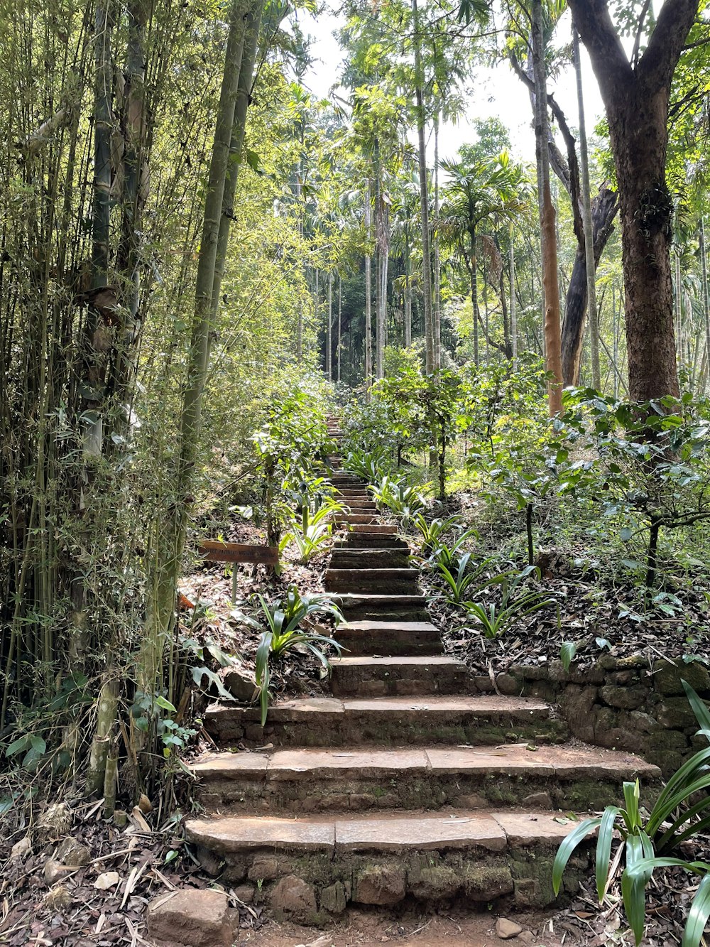 a set of steps in the middle of a forest