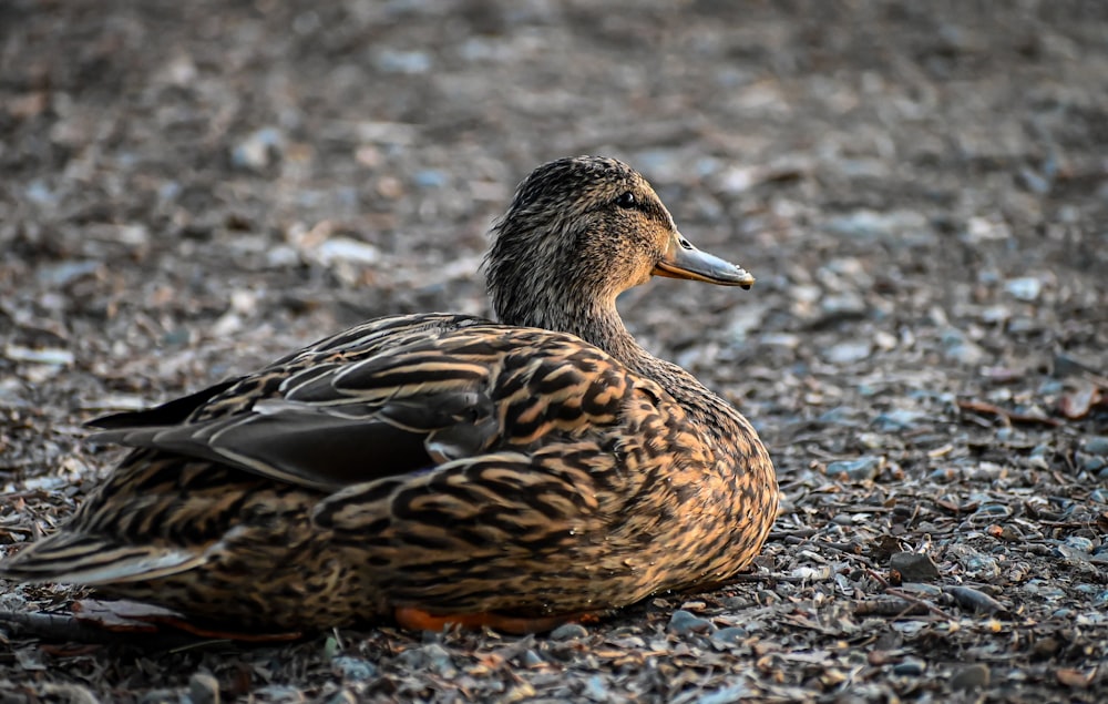 a duck that is sitting on the ground