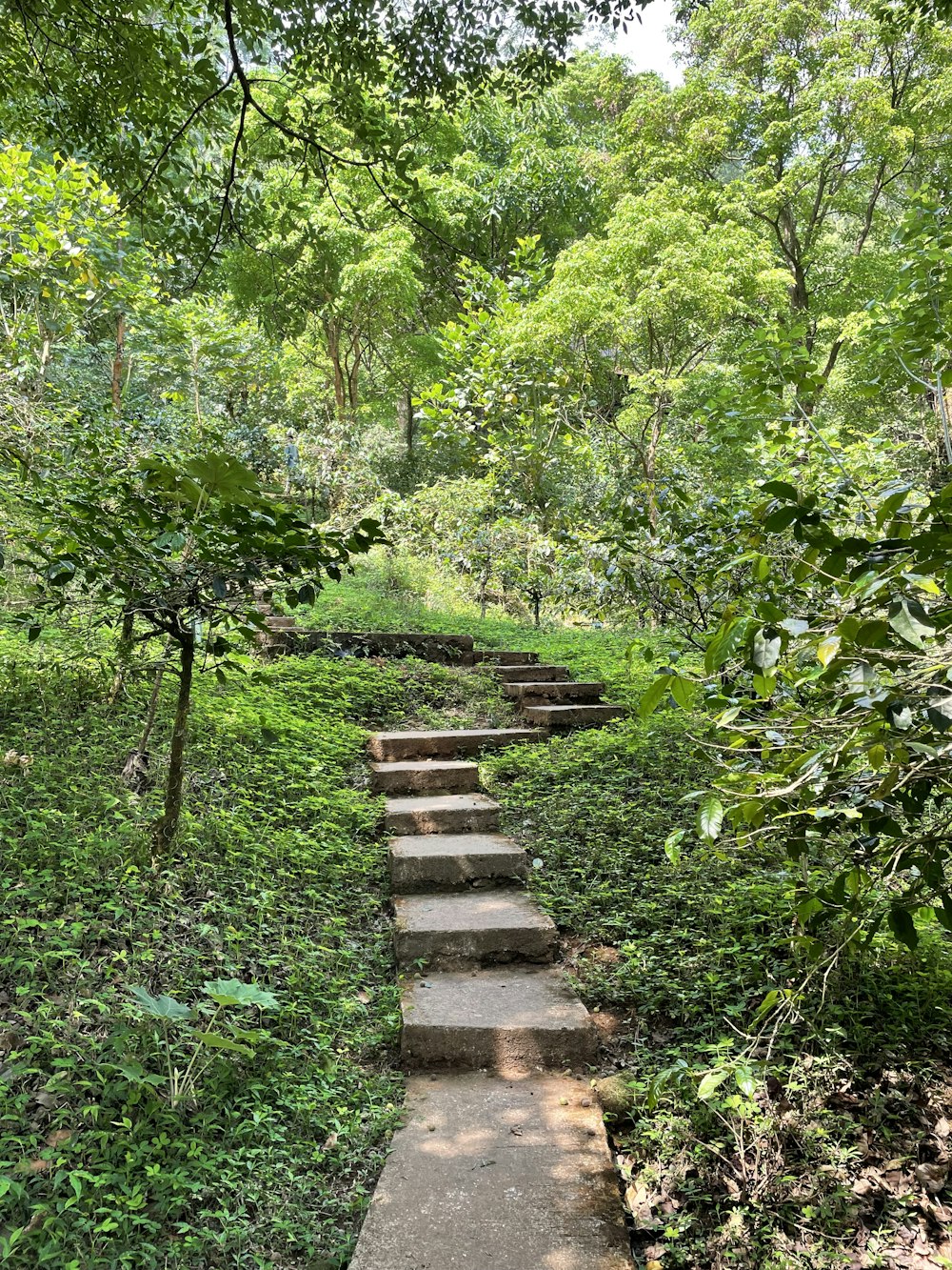 a set of steps in the middle of a forest