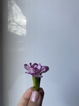 Close-up of a gentle hand holding a delicate flower, symbolizing care and softness.