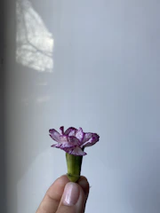 A close-up of a weathered hand holding a delicate flower against a soft background.