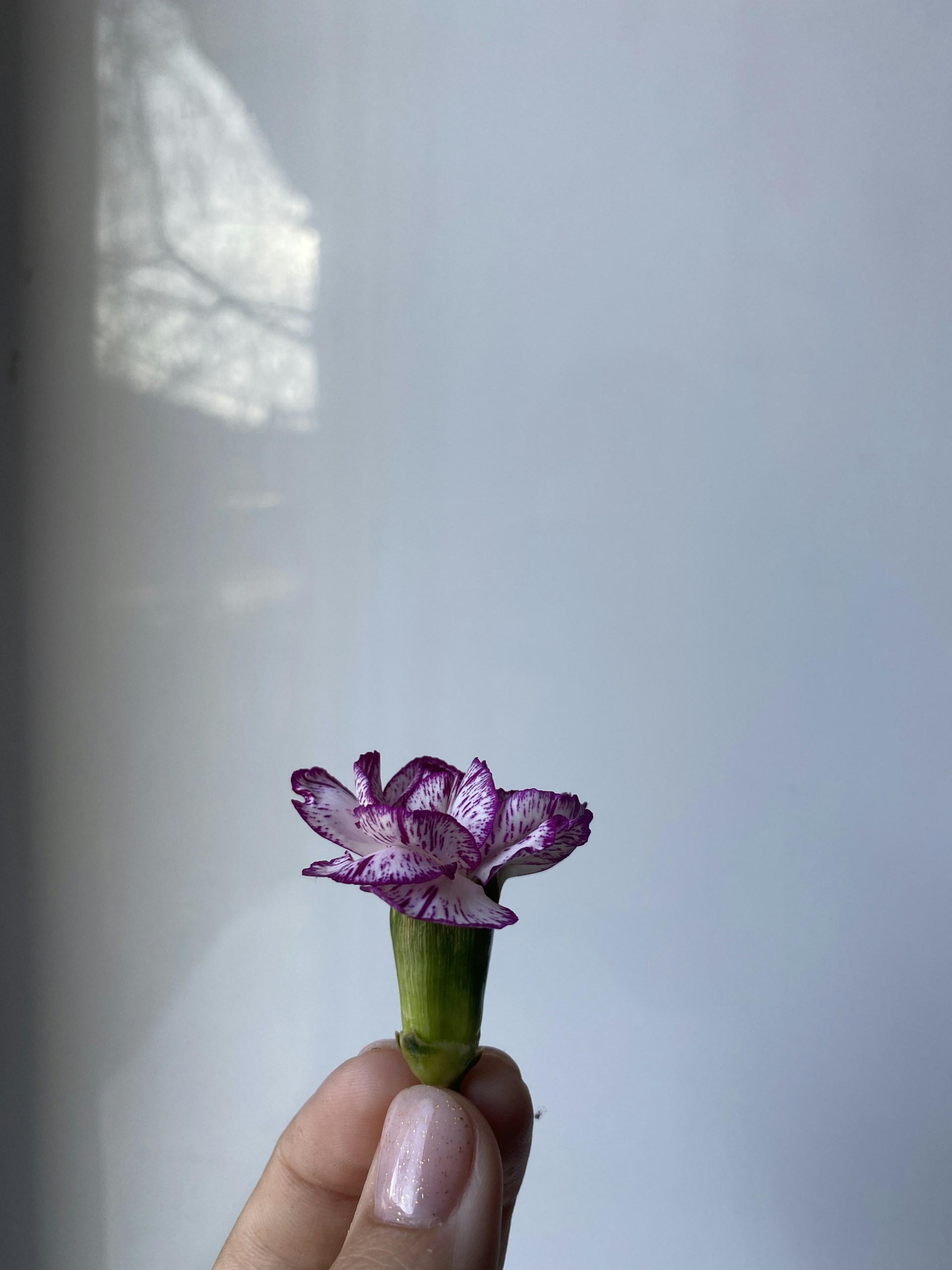 An elegant close-up of a hand holding a delicate flower, the simplicity emphasizing the tender beauty in everyday details.