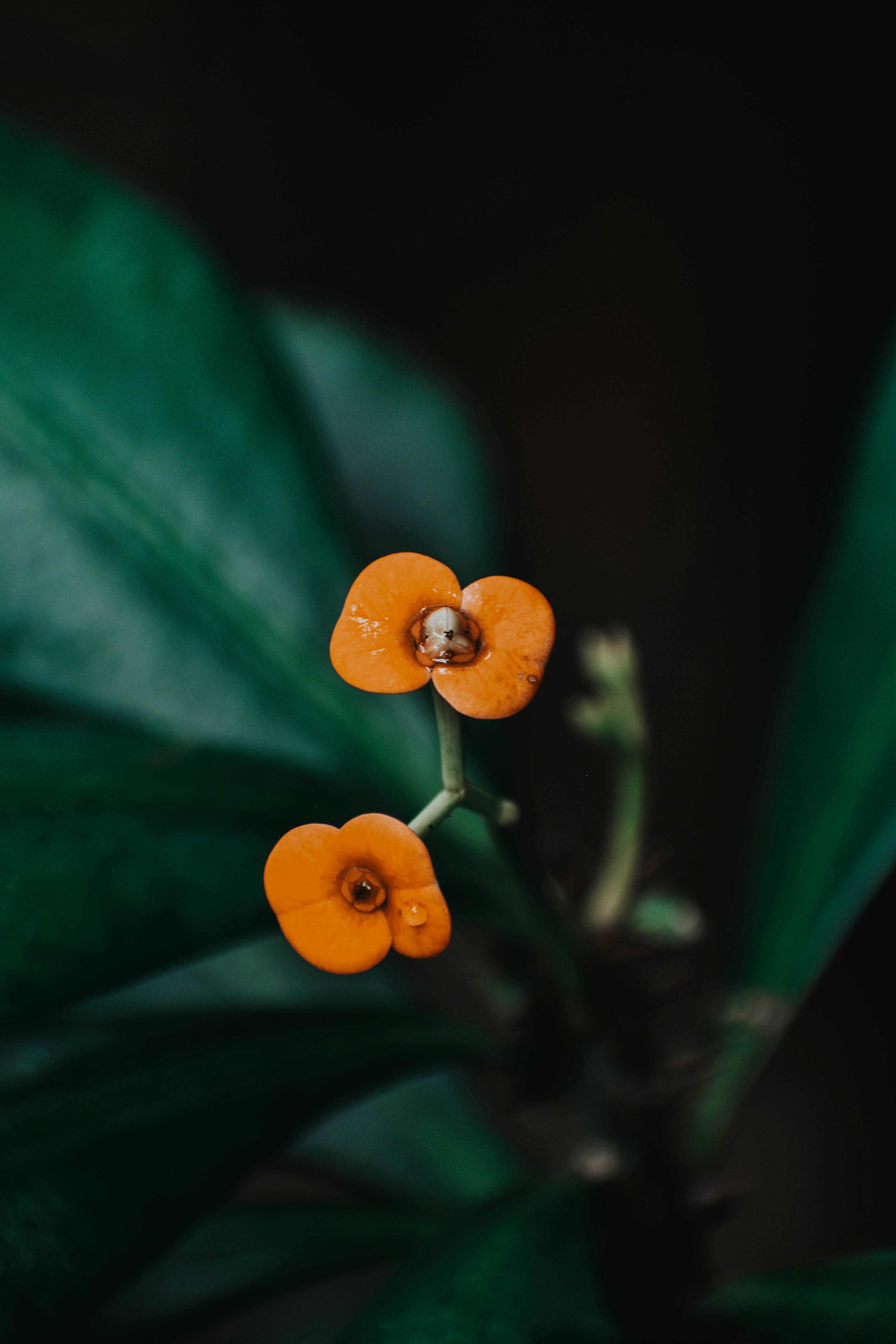 Photo by picmanphotography