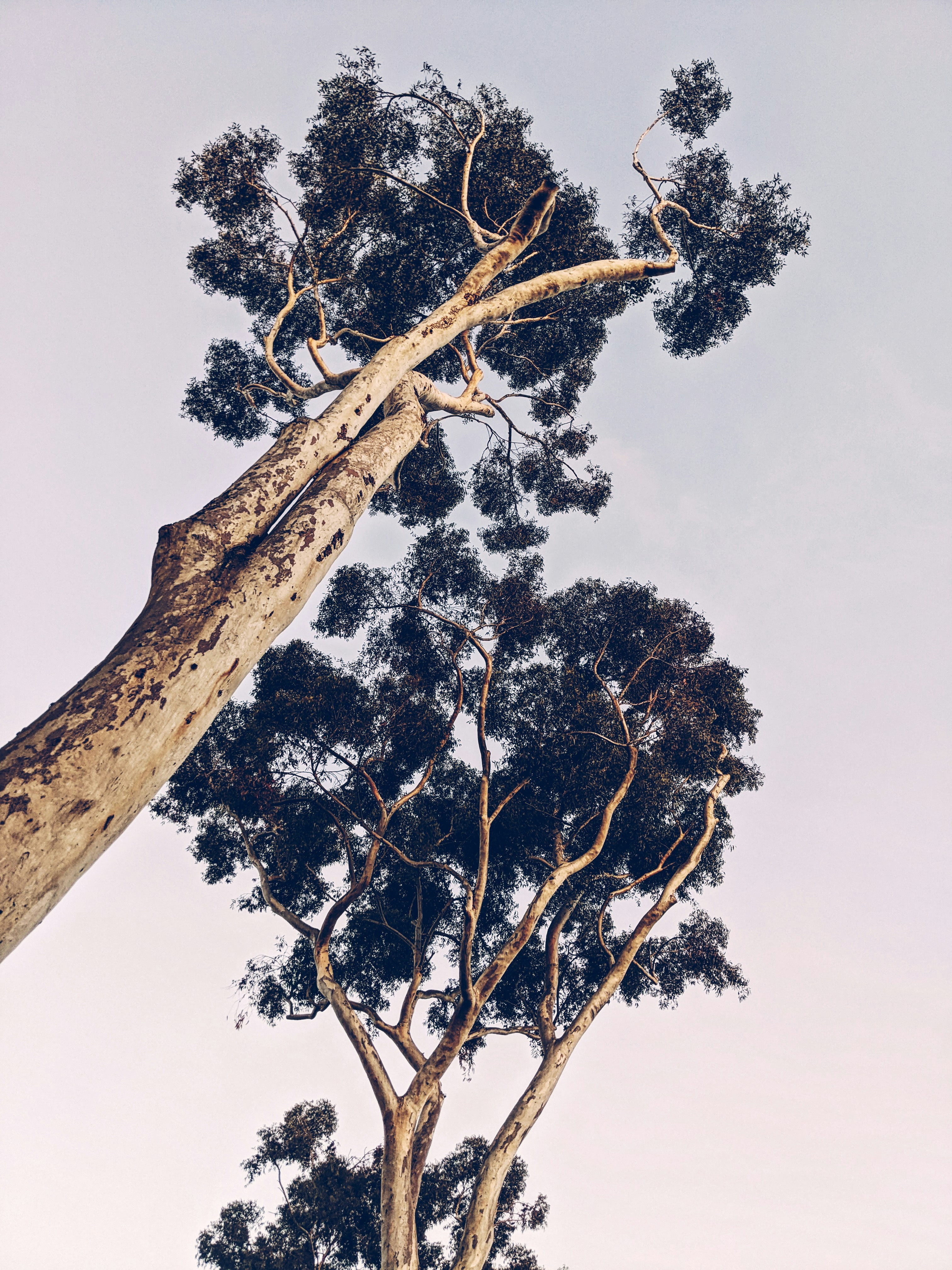 a tall tree with no leaves on it
