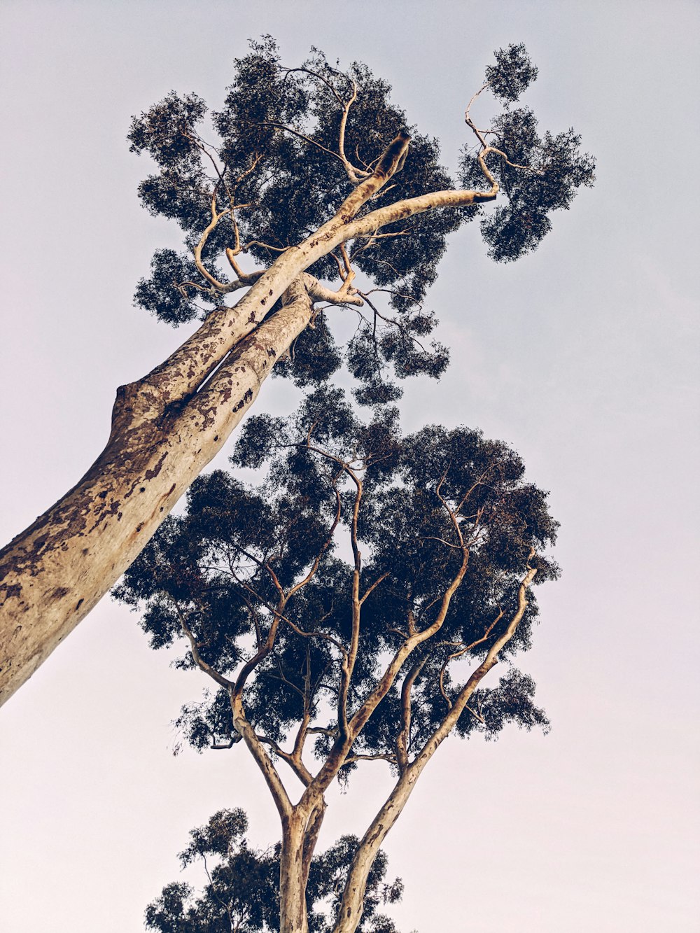 a tall tree with no leaves on it