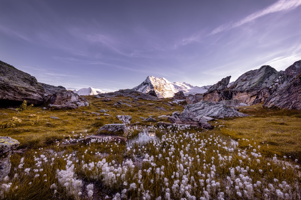 a field of wildflowers with a mountain in the background