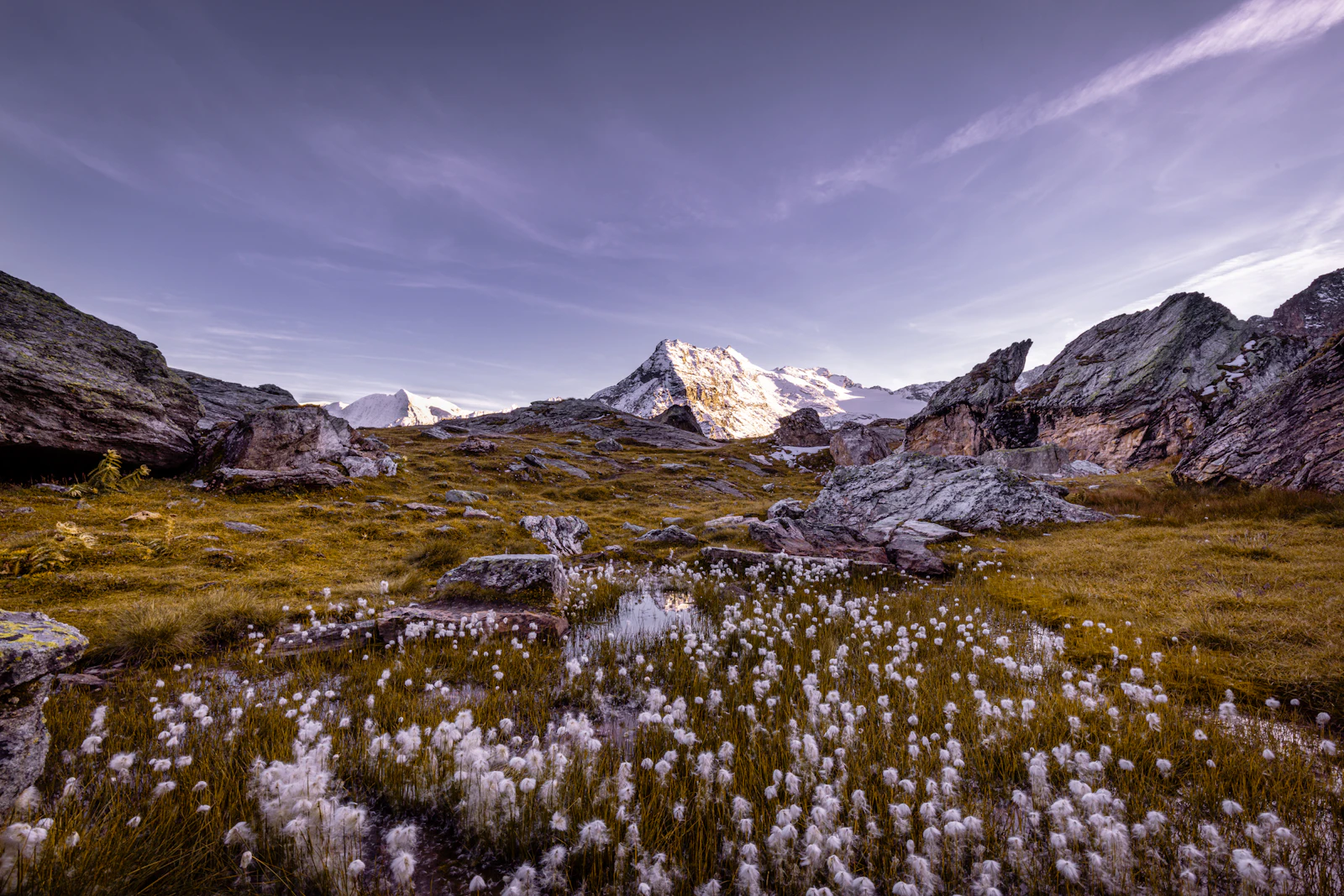 Prairie fleurie devant une montagne en Valais (image d'illustration)