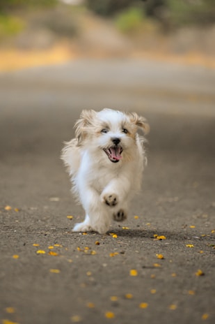 A small, fluffy dog joyfully runs down a path lined with scattered yellow flower petals. The dog has shaggy fur, appears happy, and exudes energy as it bounds forward. The background is softly blurred, highlighting the dog as the focal point.
