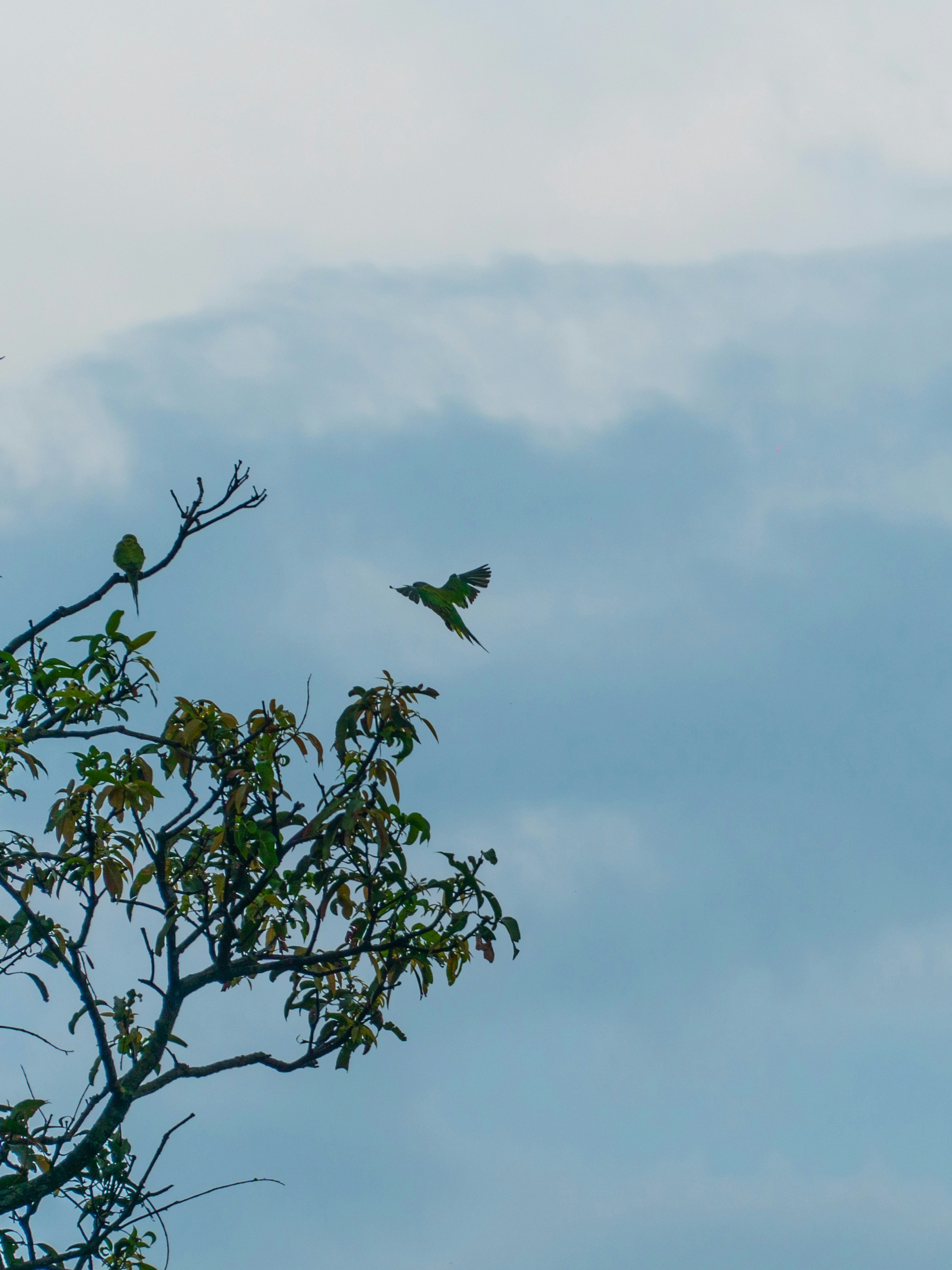 A bird is flying over a tree branch photo – Free Animal Image on Unsplash