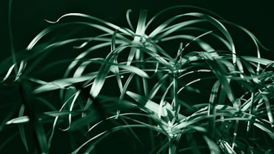 a close up of a plant with green leaves