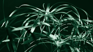a close up of a plant with green leaves