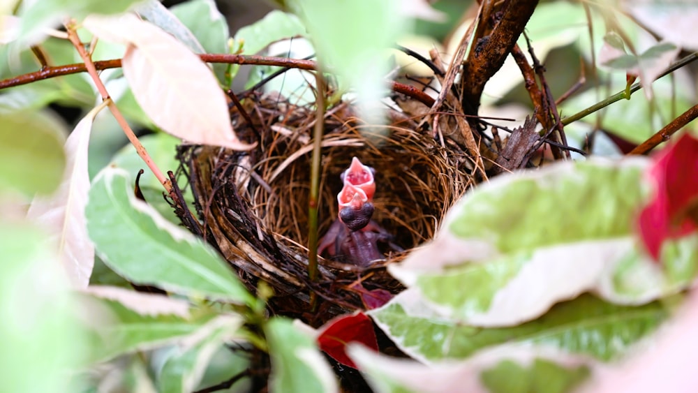 a baby bird sitting in a nest in a tree