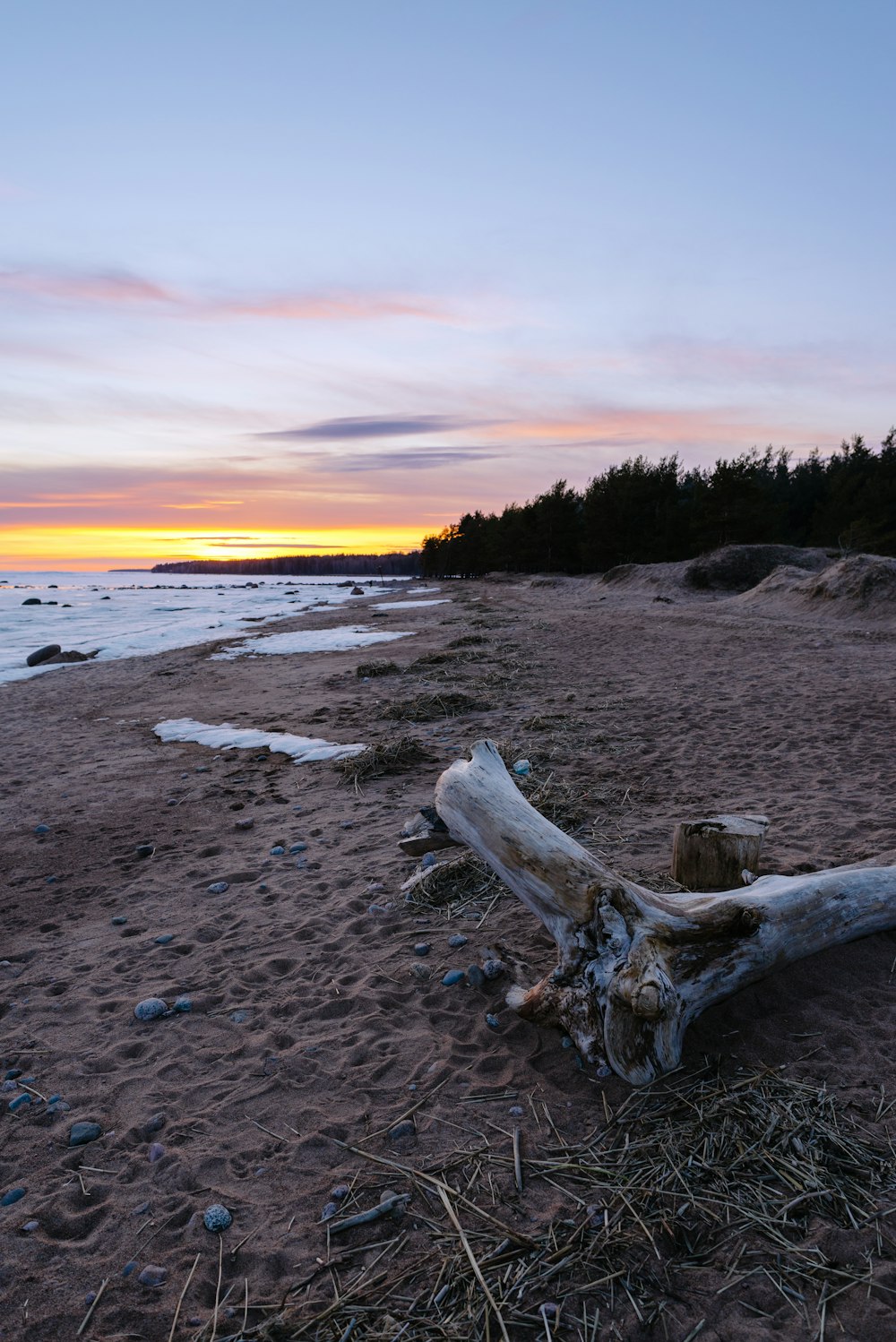 a driftwood on a beach with a sunset in the background