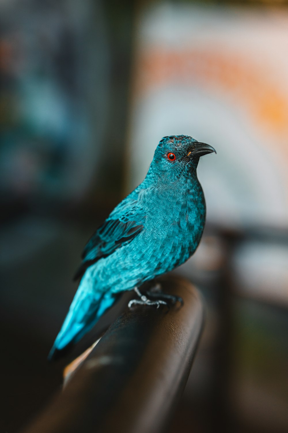 a small blue bird sitting on top of a chair