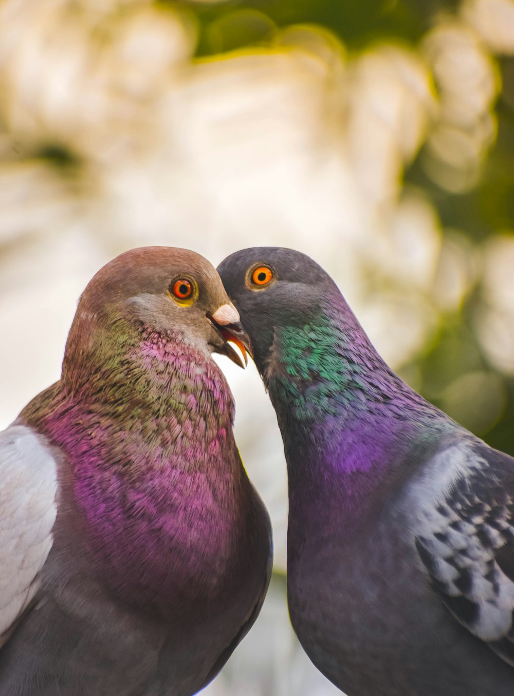 a close up of a bird